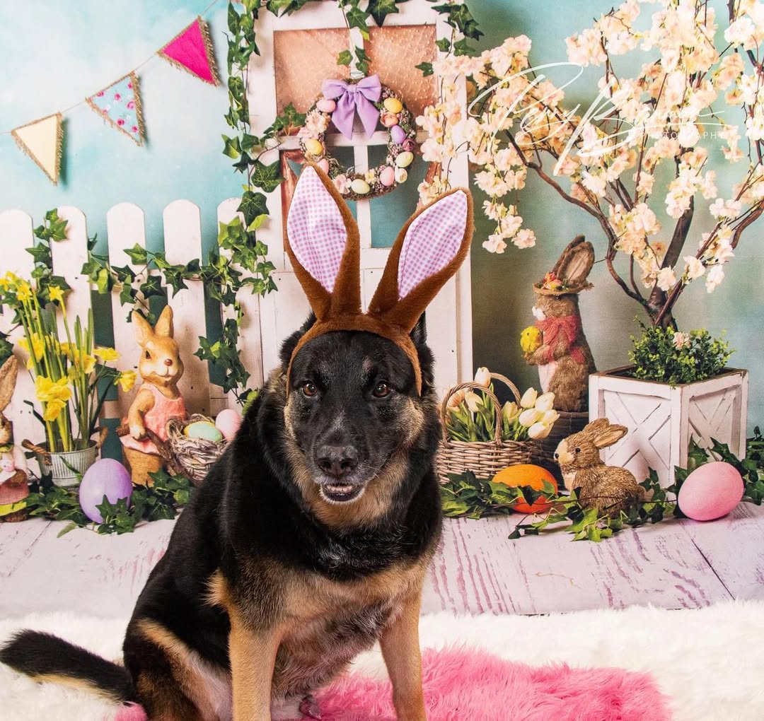 Oeufs de Lapin de Pâques Toile de Fond de Fleurs Colorées D1053