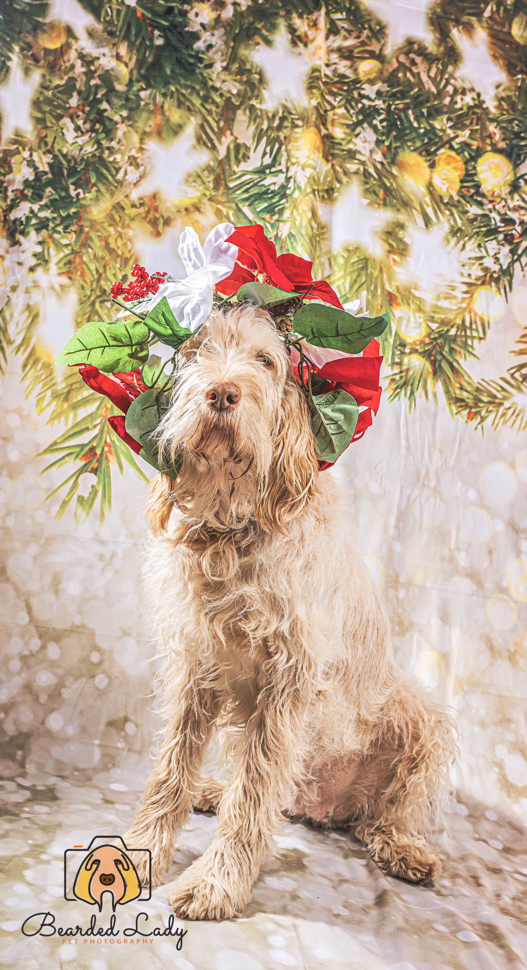 Toile de fond des étoiles flocon de neige arbre de Noël pour Studio S-3180