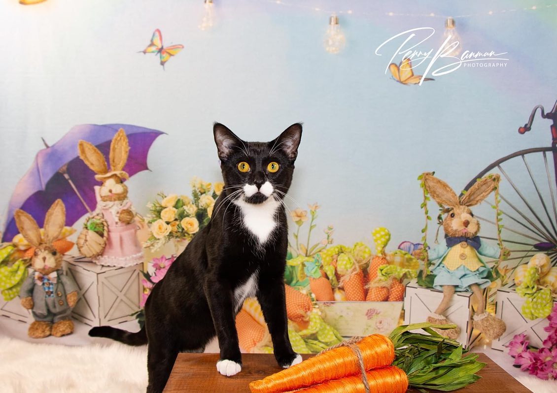 Décoration de Pâques Toile de Fond Lapin Fleurs D1075