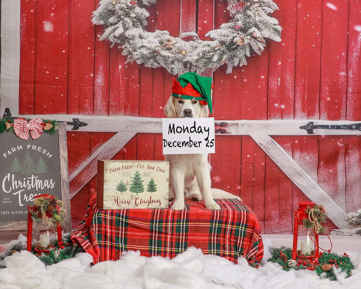 Toile de Fond Arbre de Noël Enneigé Grange Rouge M8-64