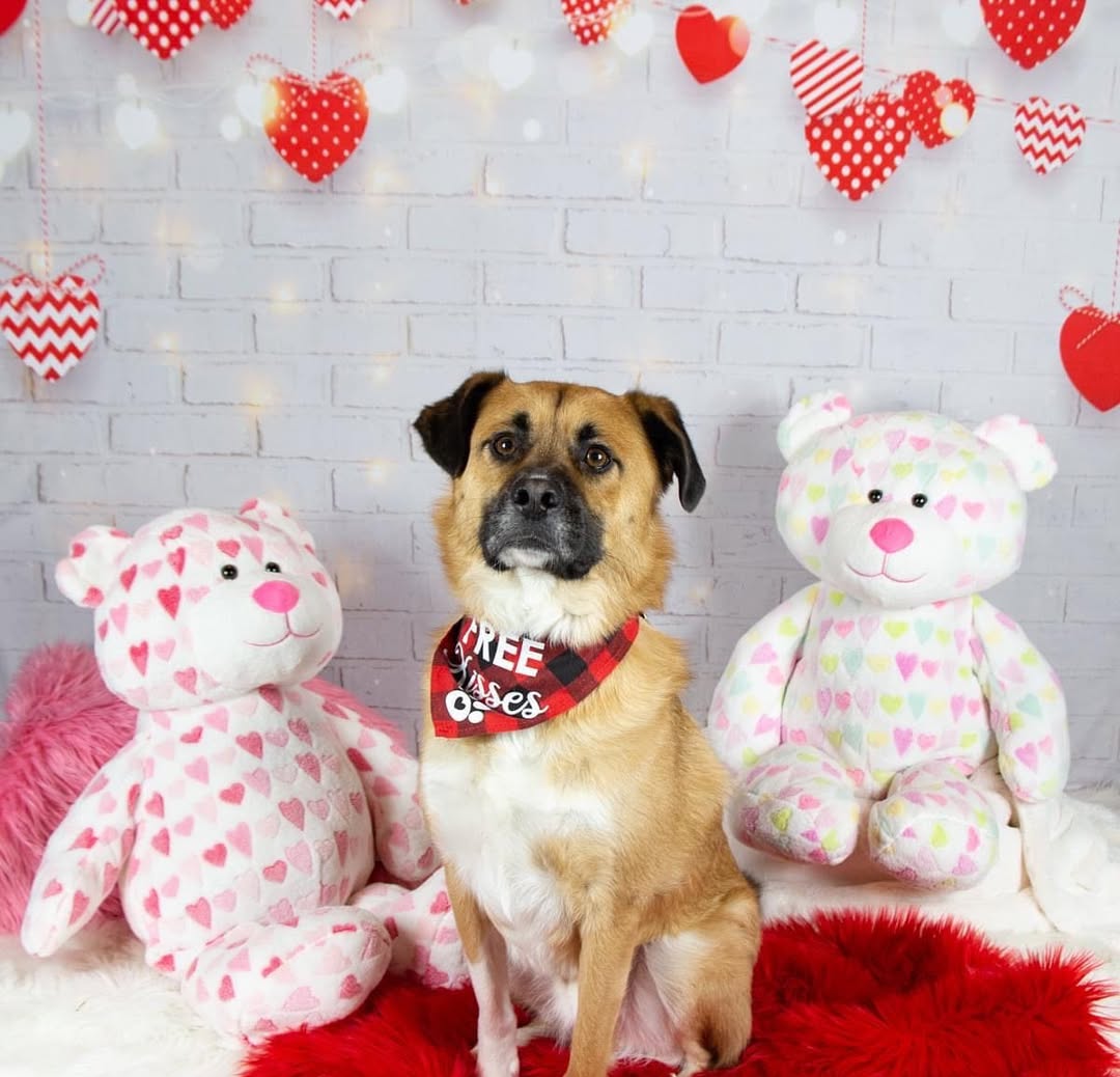 Brique Coeurs Lumières Toile de fond pour la séance photo de la Saint-Valentin D691