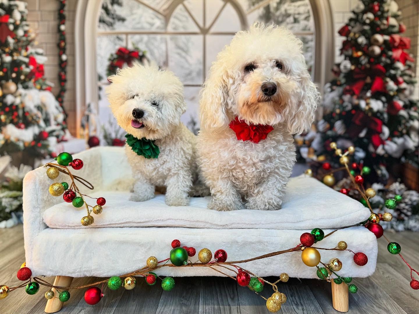 Toile de fond de Noël Fenêtre en Arche avec Décorations Festives RR7-690