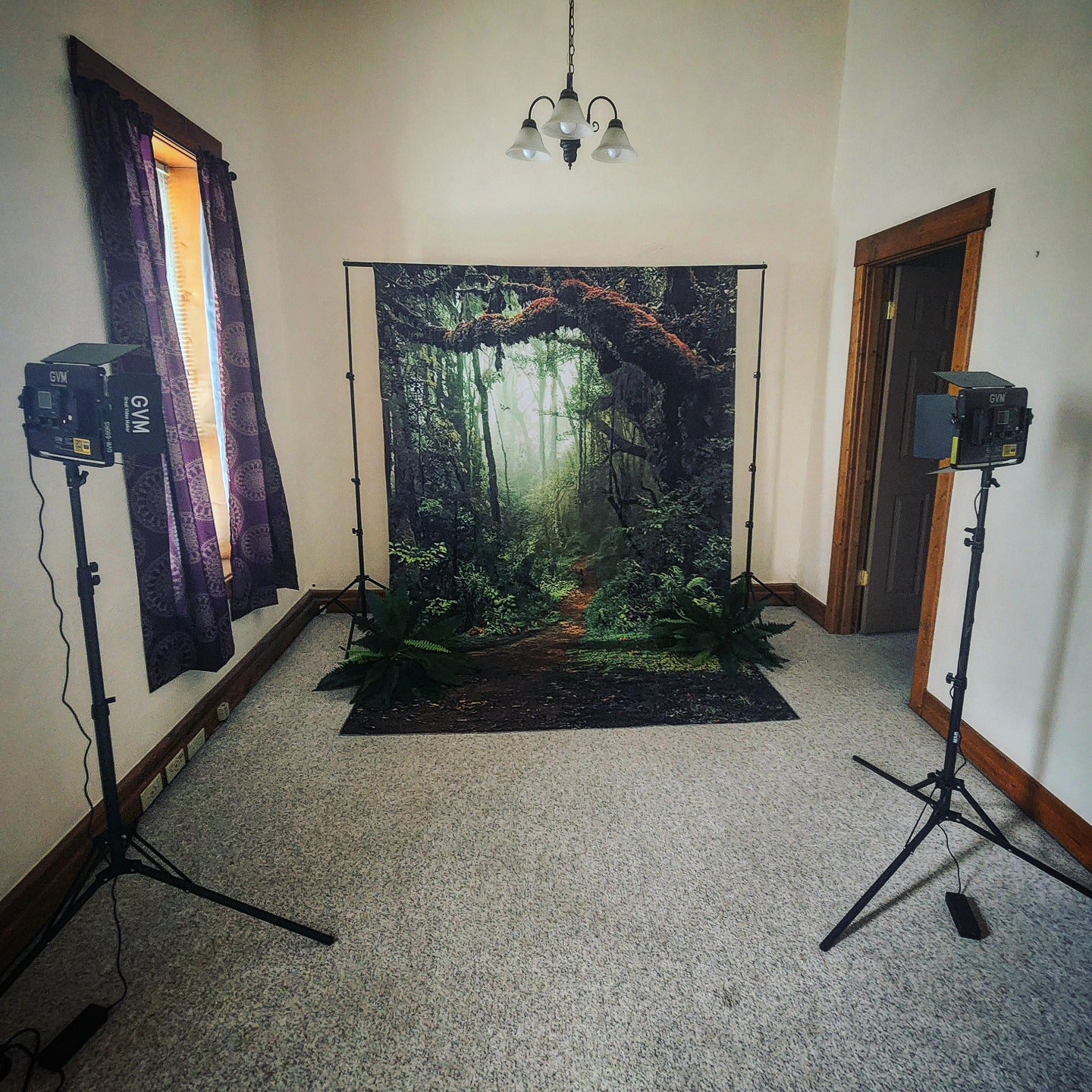 Toile de fond de forêt Grand arbre Route G-477