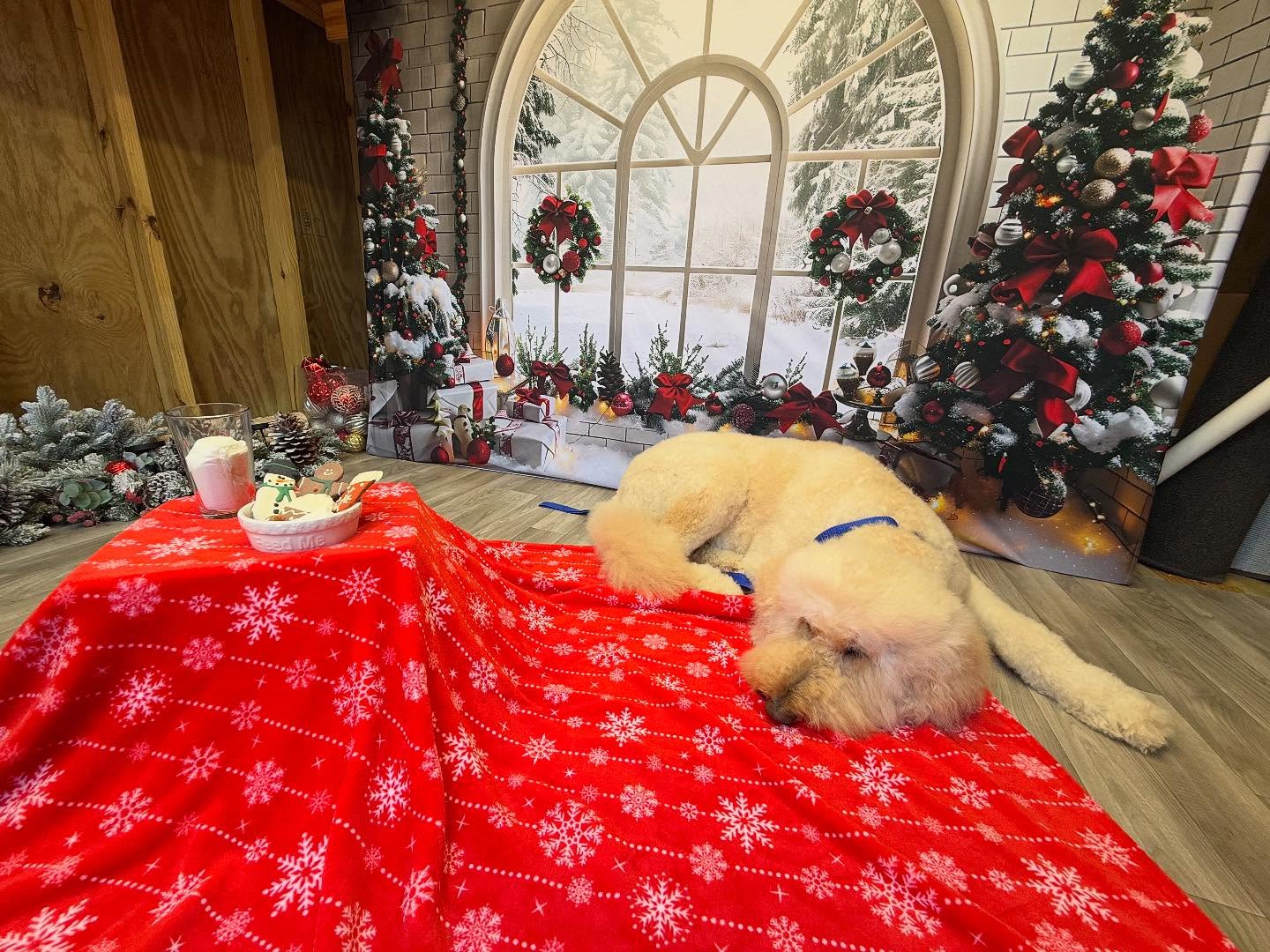 Toile de fond de Noël Fenêtre en Arche avec Décorations Festives RR7-690