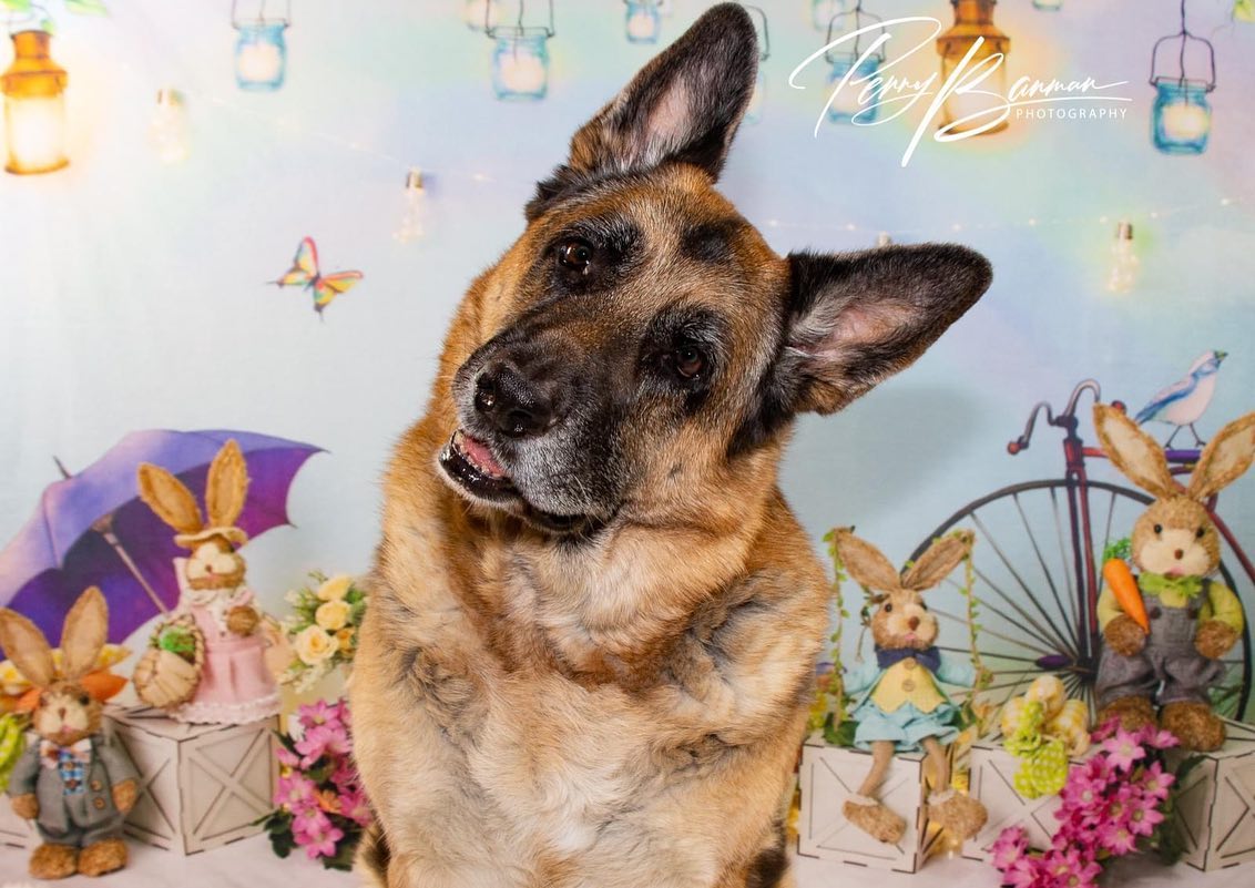 Décoration de Pâques Toile de Fond Lapin Fleurs D1075