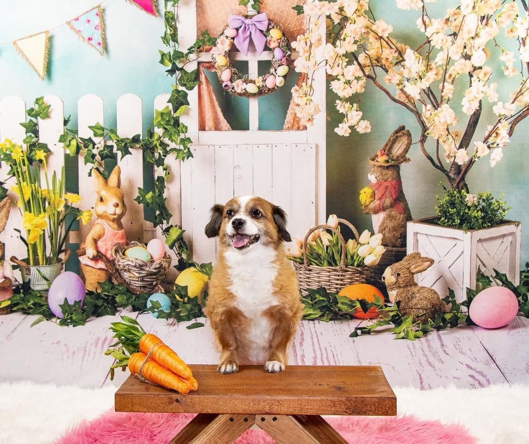 Oeufs de Lapin de Pâques Toile de Fond de Fleurs Colorées D1053