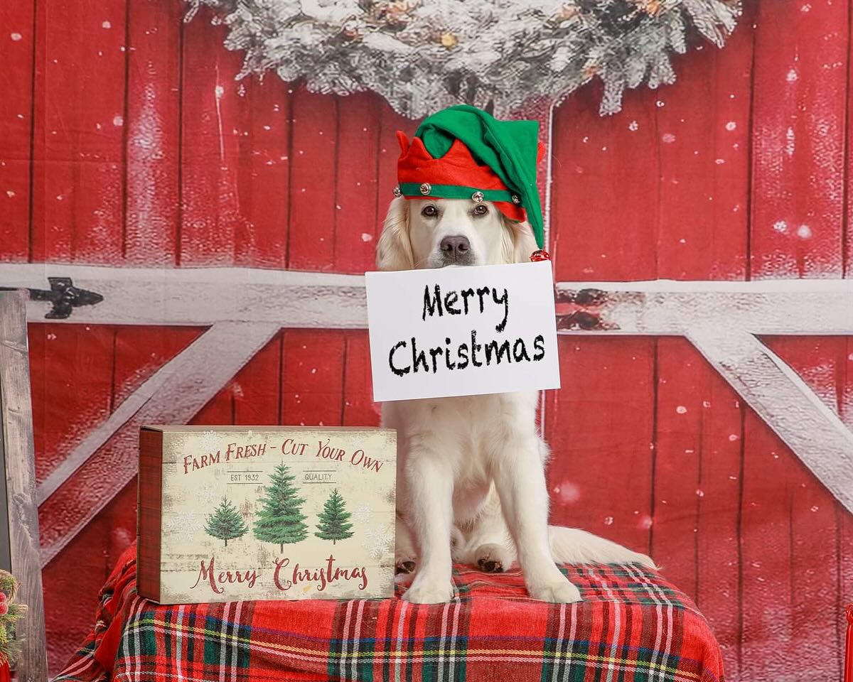 Toile de Fond Arbre de Noël Enneigé Grange Rouge M8-64