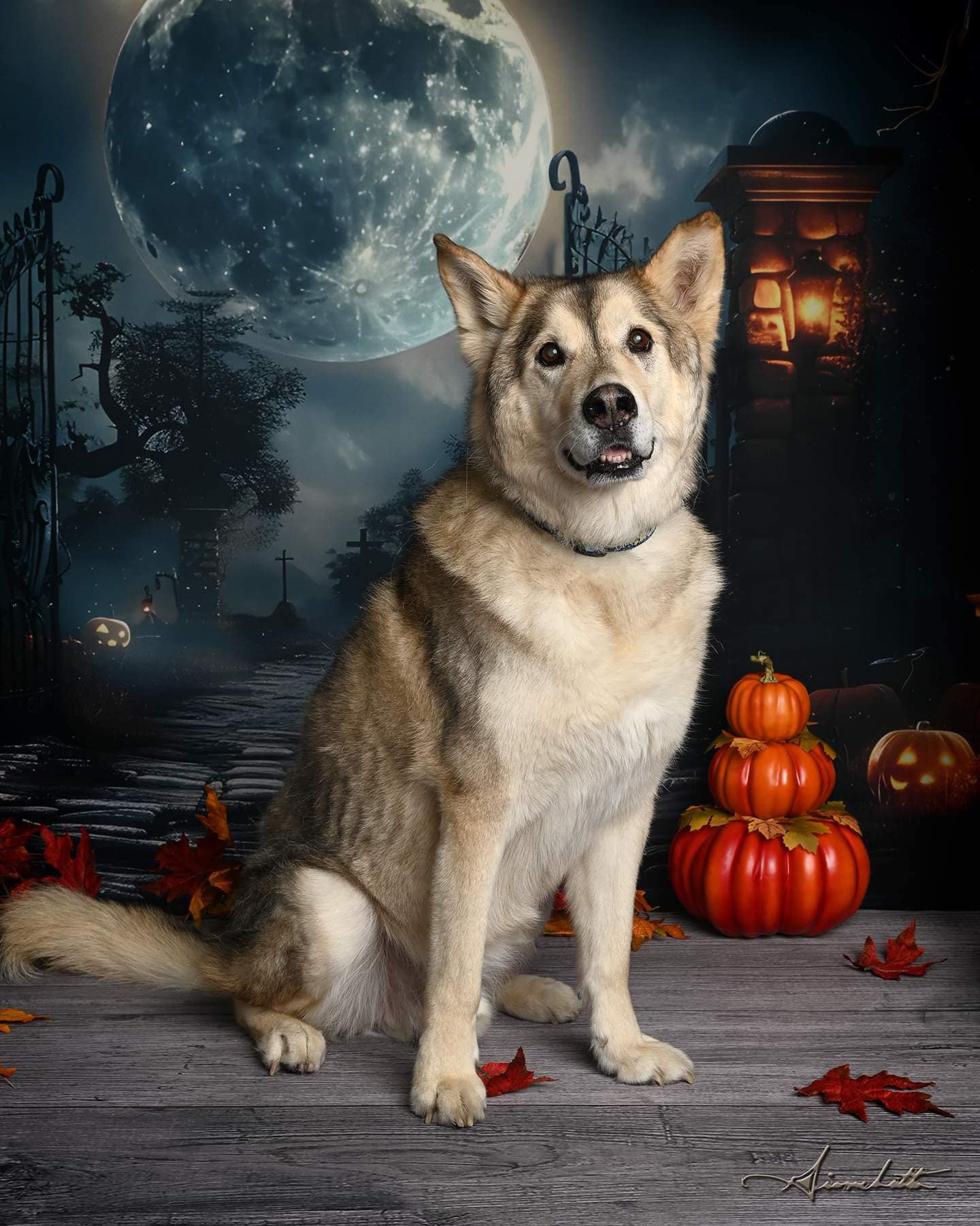 Toile de fond de portail de cimetière sombre avec squelette Halloween RR7-455