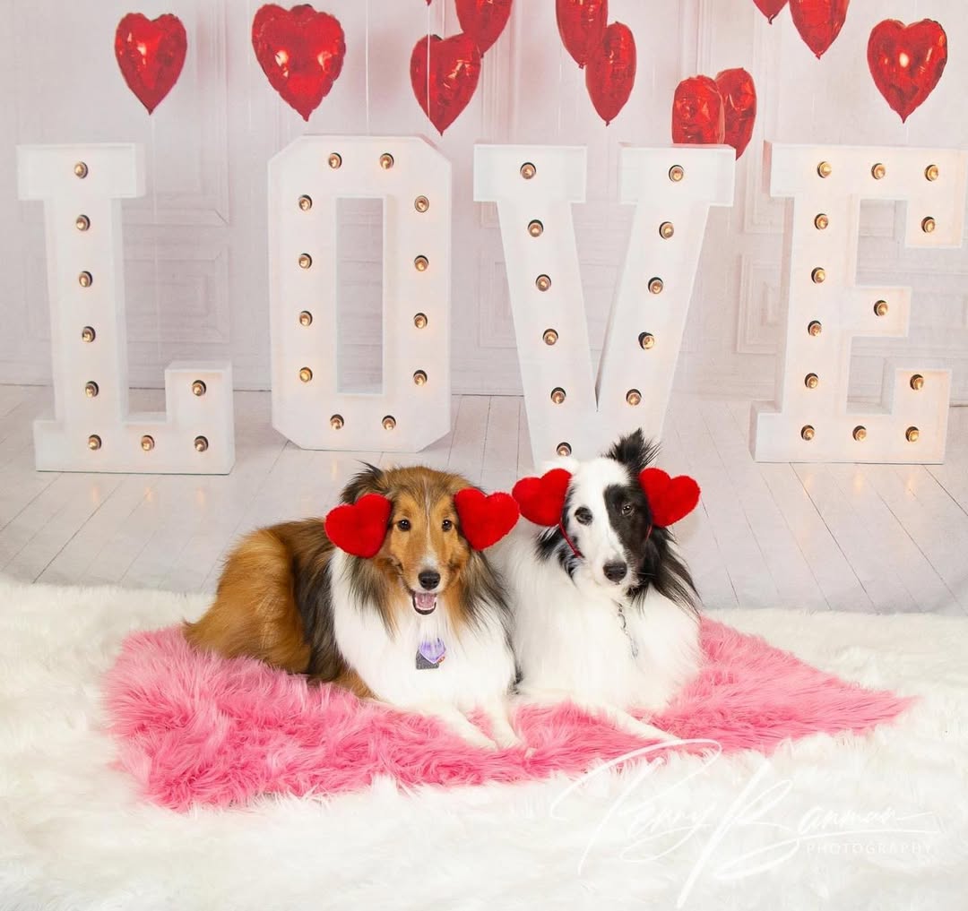 Saint Valentin Ballons Coeur Rouge LOVE Toile de Fond SH-856