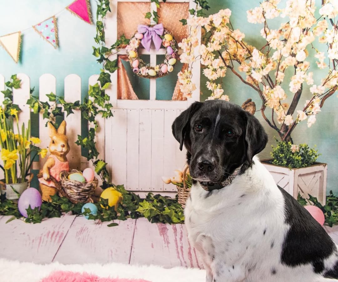 Oeufs de Lapin de Pâques Toile de Fond de Fleurs Colorées D1053