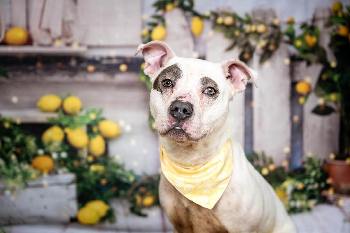 Toile de Fond de Grange Citronnier Printemps Été D1061