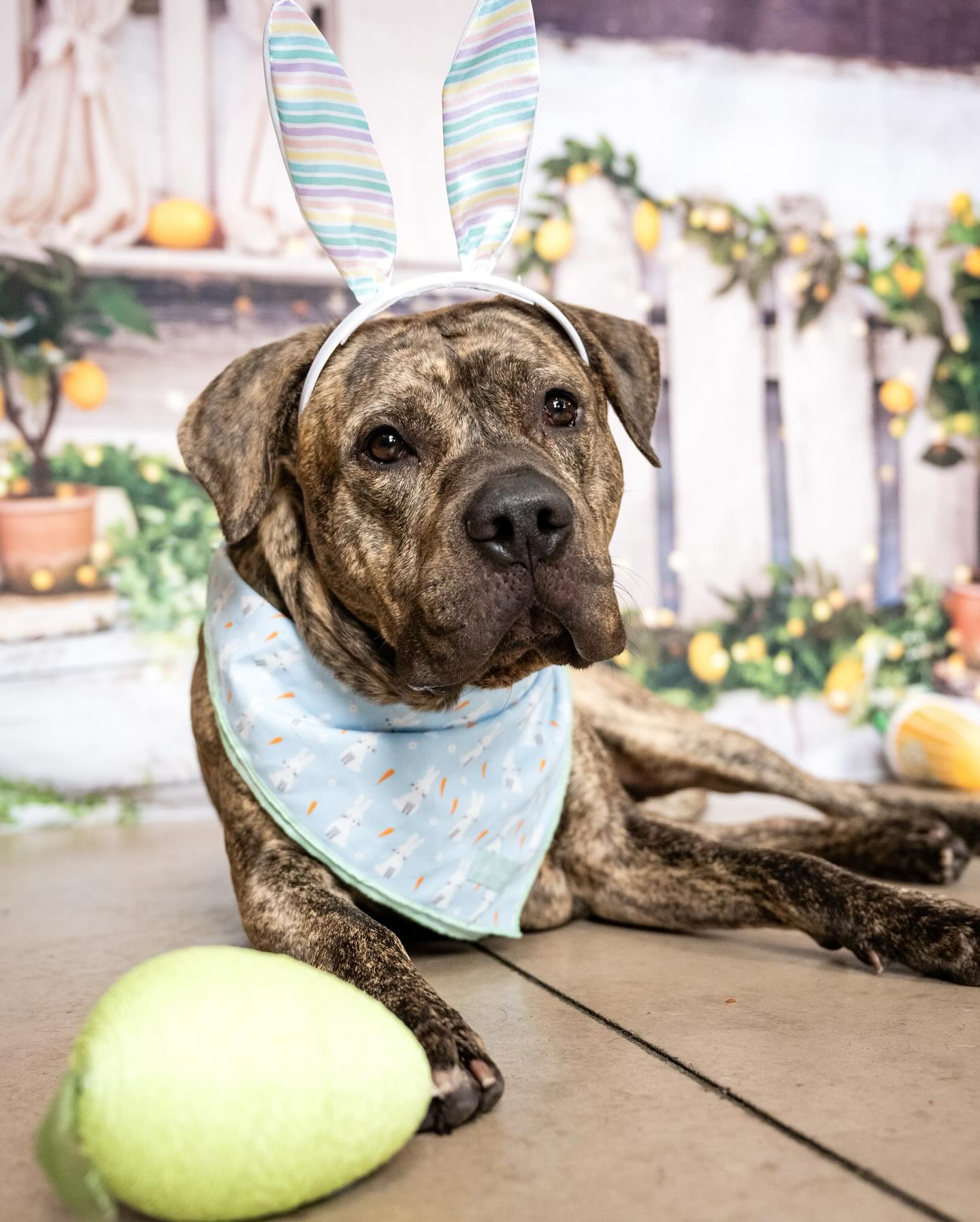 Toile de Fond de Grange Citronnier Printemps Été D1061