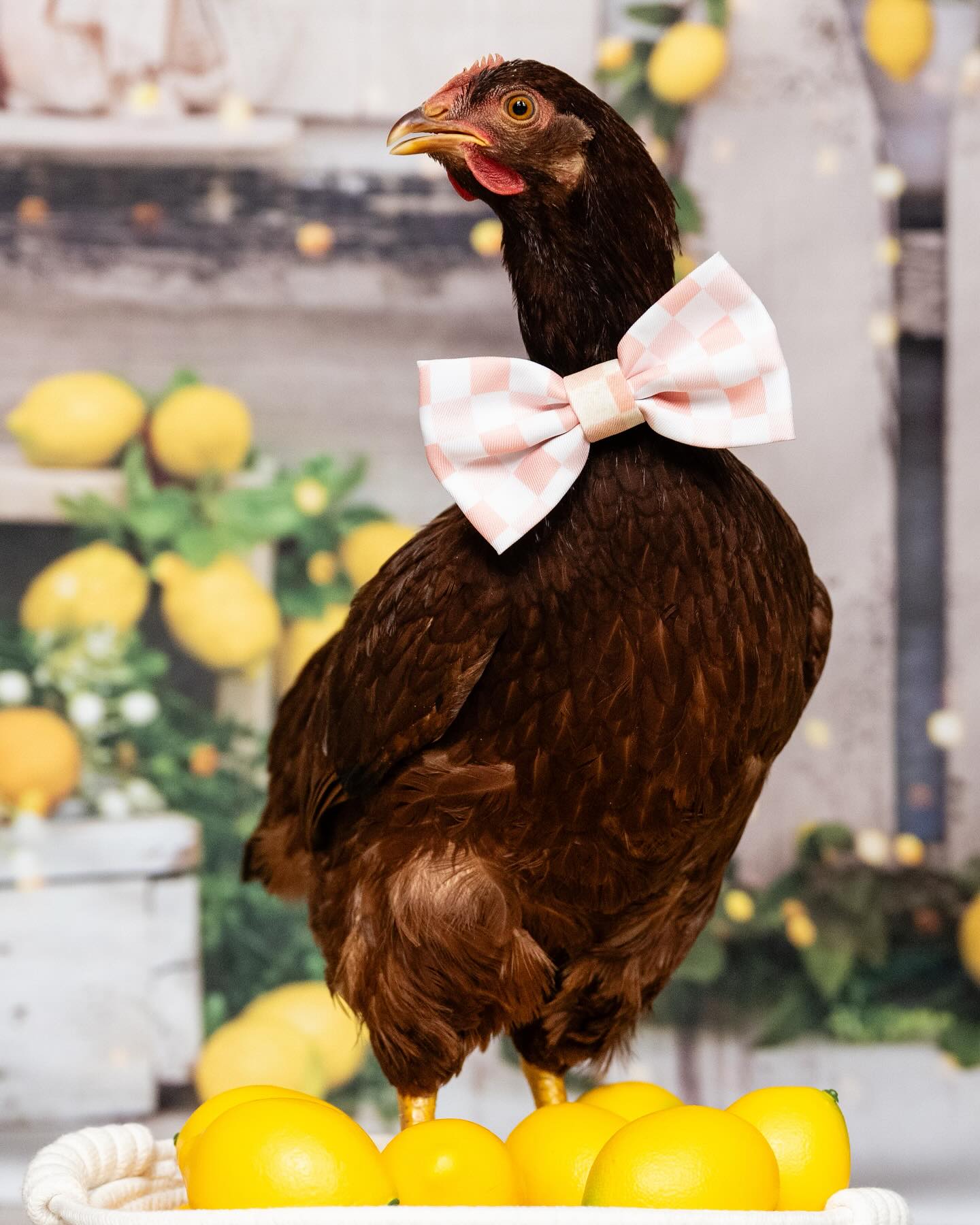 Toile de Fond de Grange Citronnier Printemps Été D1061