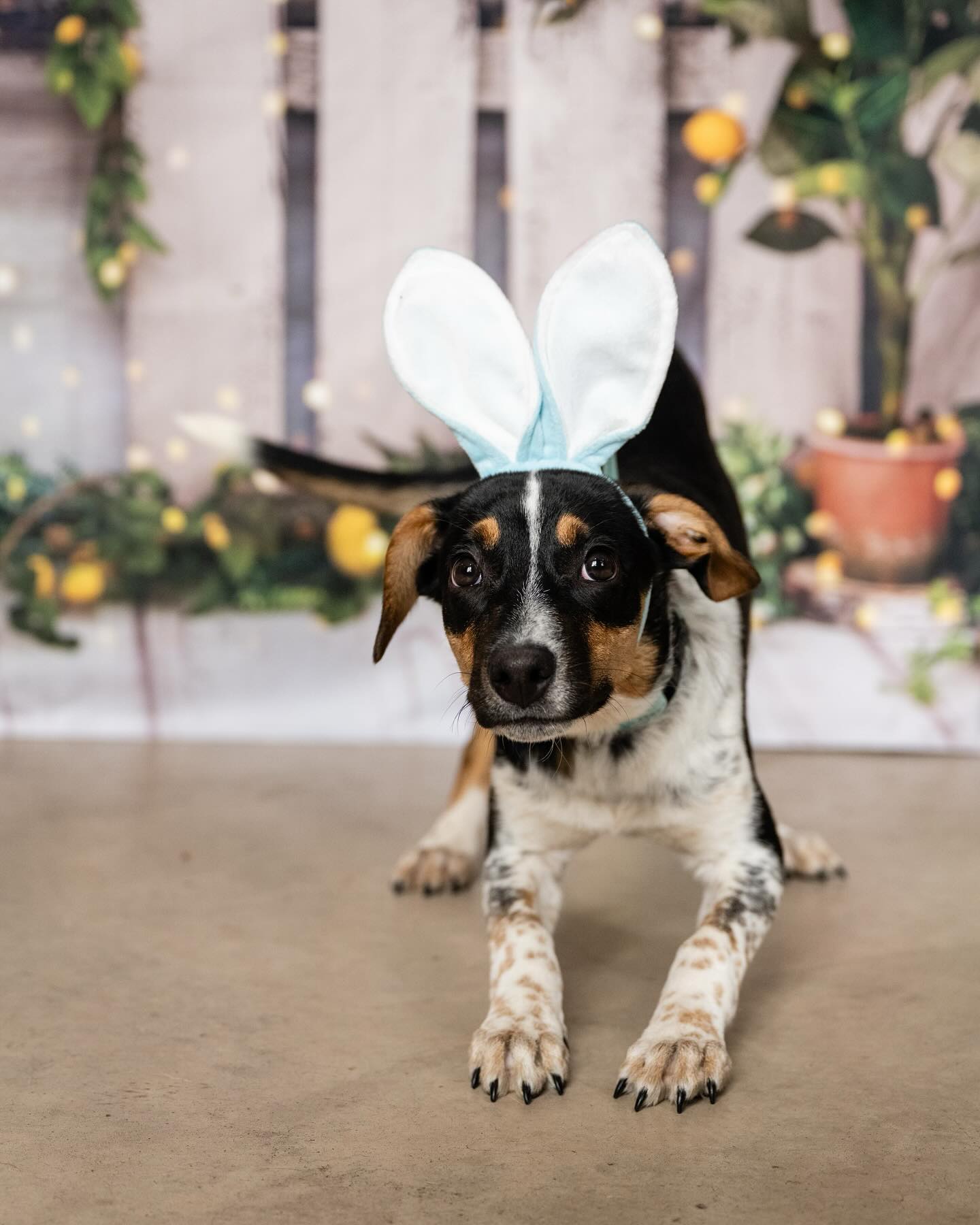 Toile de Fond de Grange Citronnier Printemps Été D1061