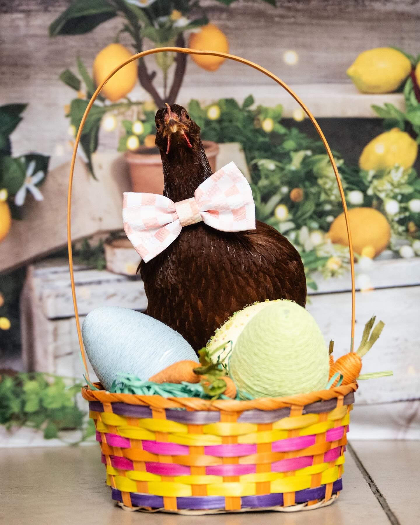 Toile de Fond de Grange Citronnier Printemps Été D1061