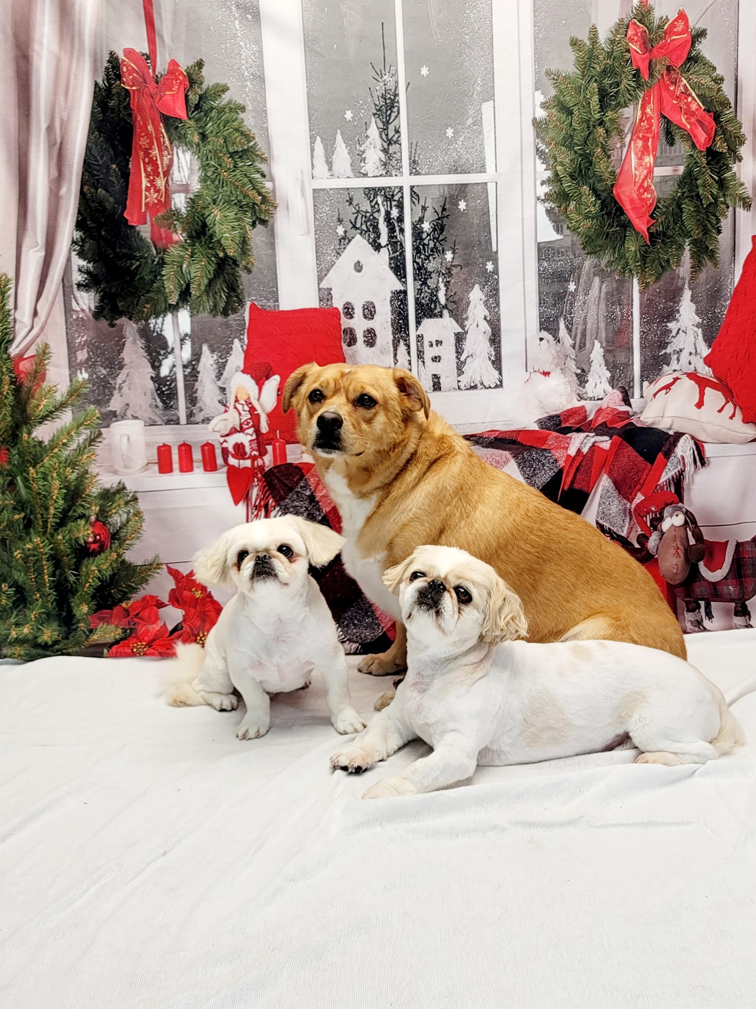 Toile de fond de décor de Noël de fenêtre DBD-H19180