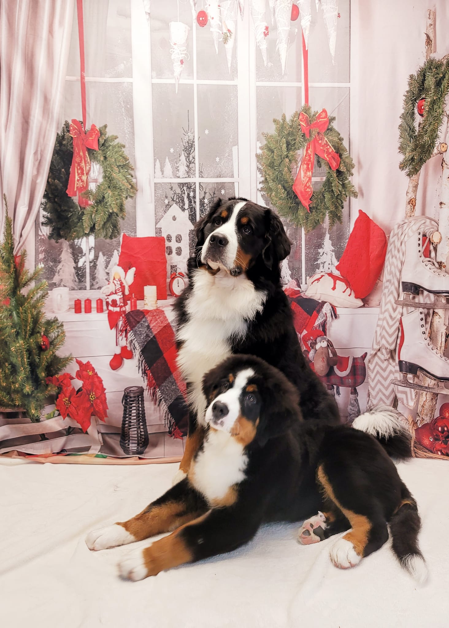 Toile de fond de décor de Noël de fenêtre DBD-H19180