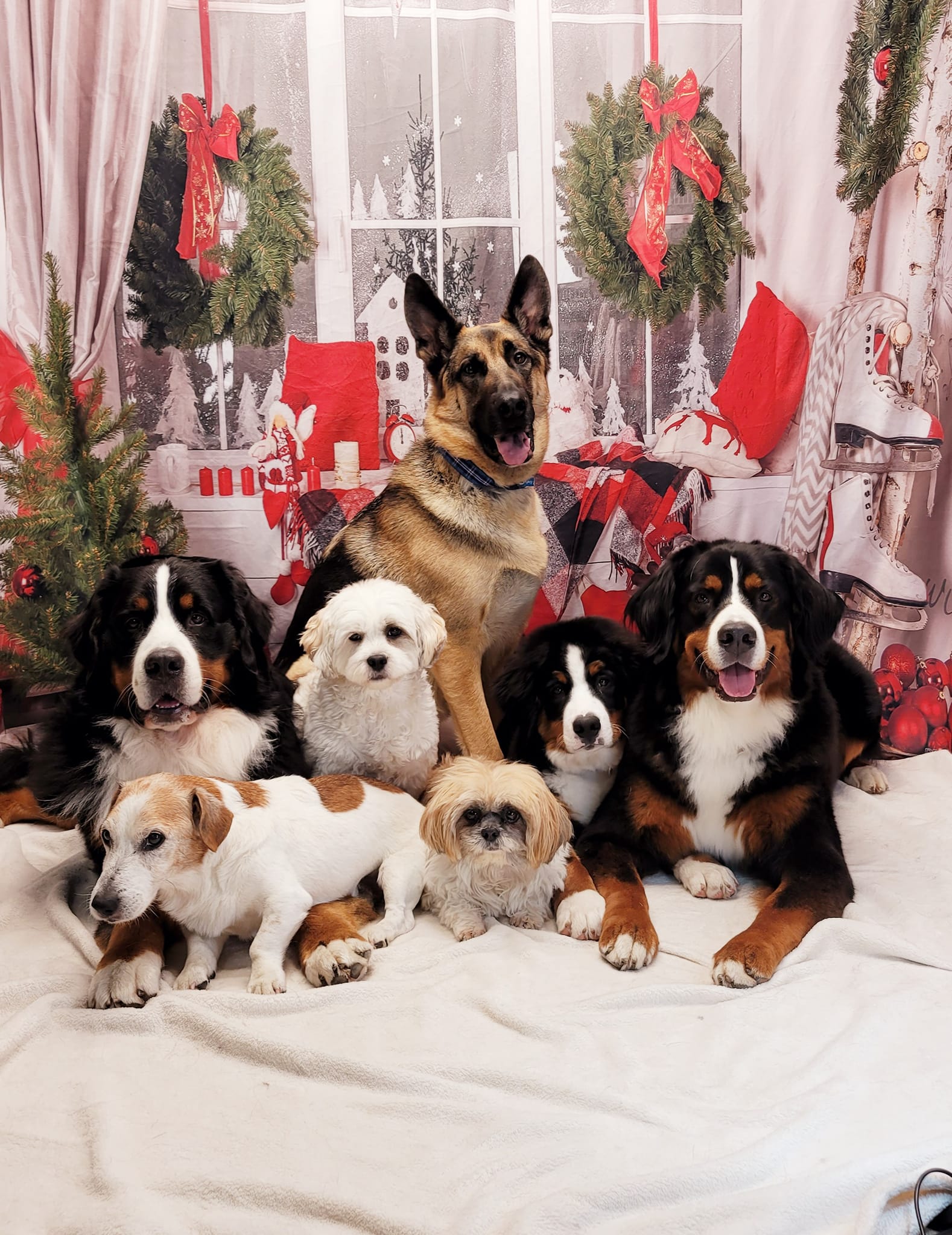 Toile de fond de décor de Noël de fenêtre DBD-H19180