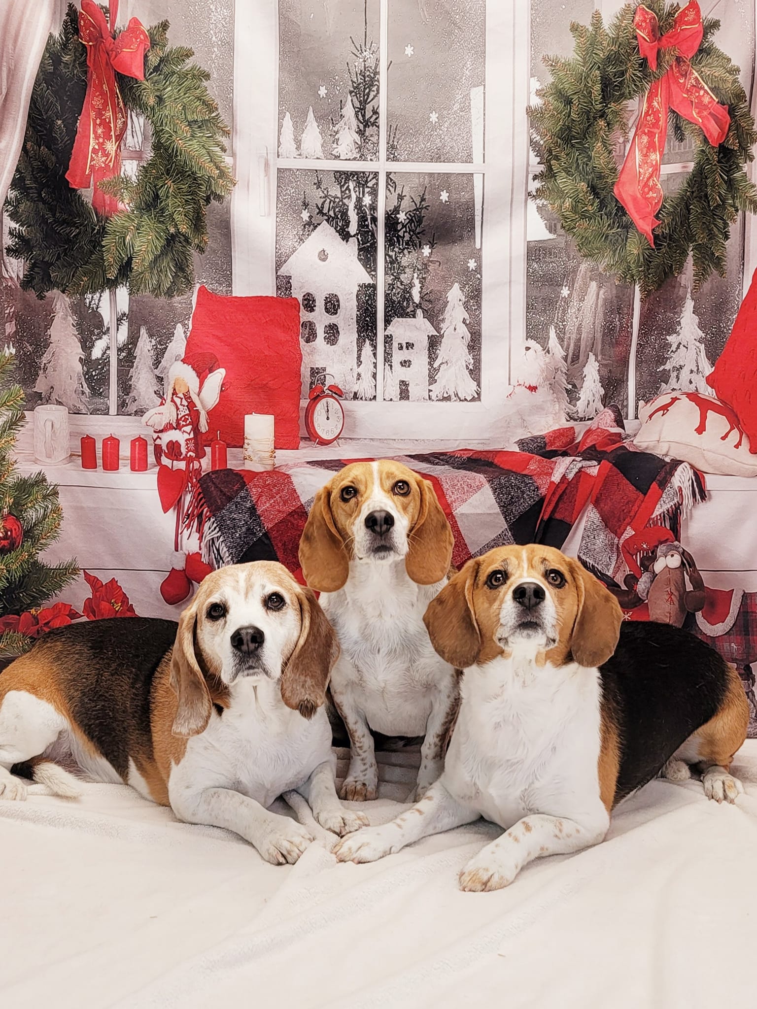 Toile de fond de décor de Noël de fenêtre DBD-H19180