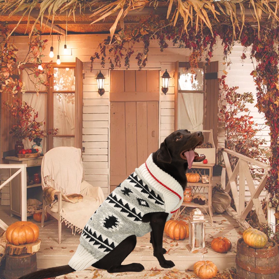 Photographie toile de fond citrouille automne Halloween cour SH-1096