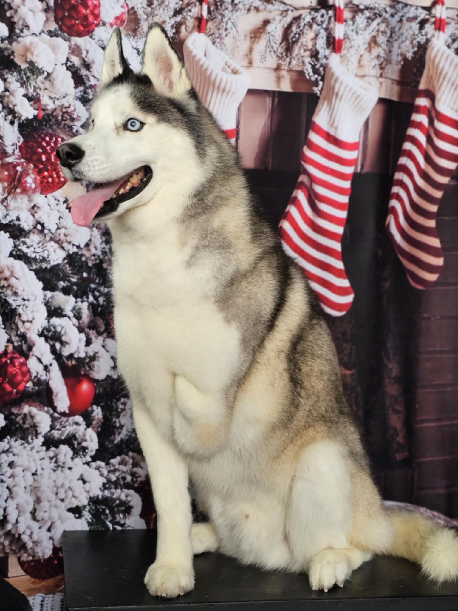 Toile de fond de décoration de cheminée d'arbre de Noël pour la séance photo KAT-63