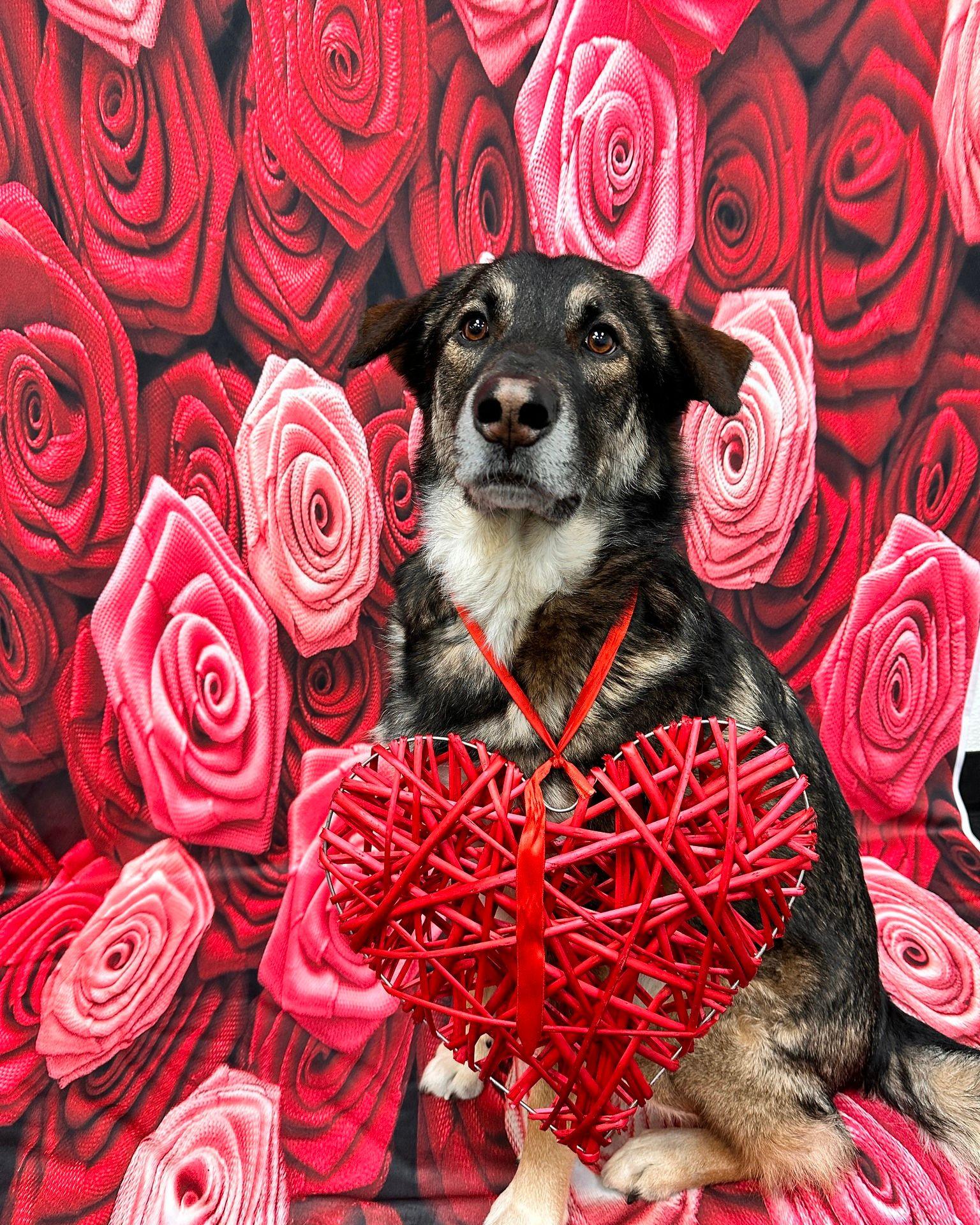 Toile de fond rose rouge pour Photo Studio ZH-94