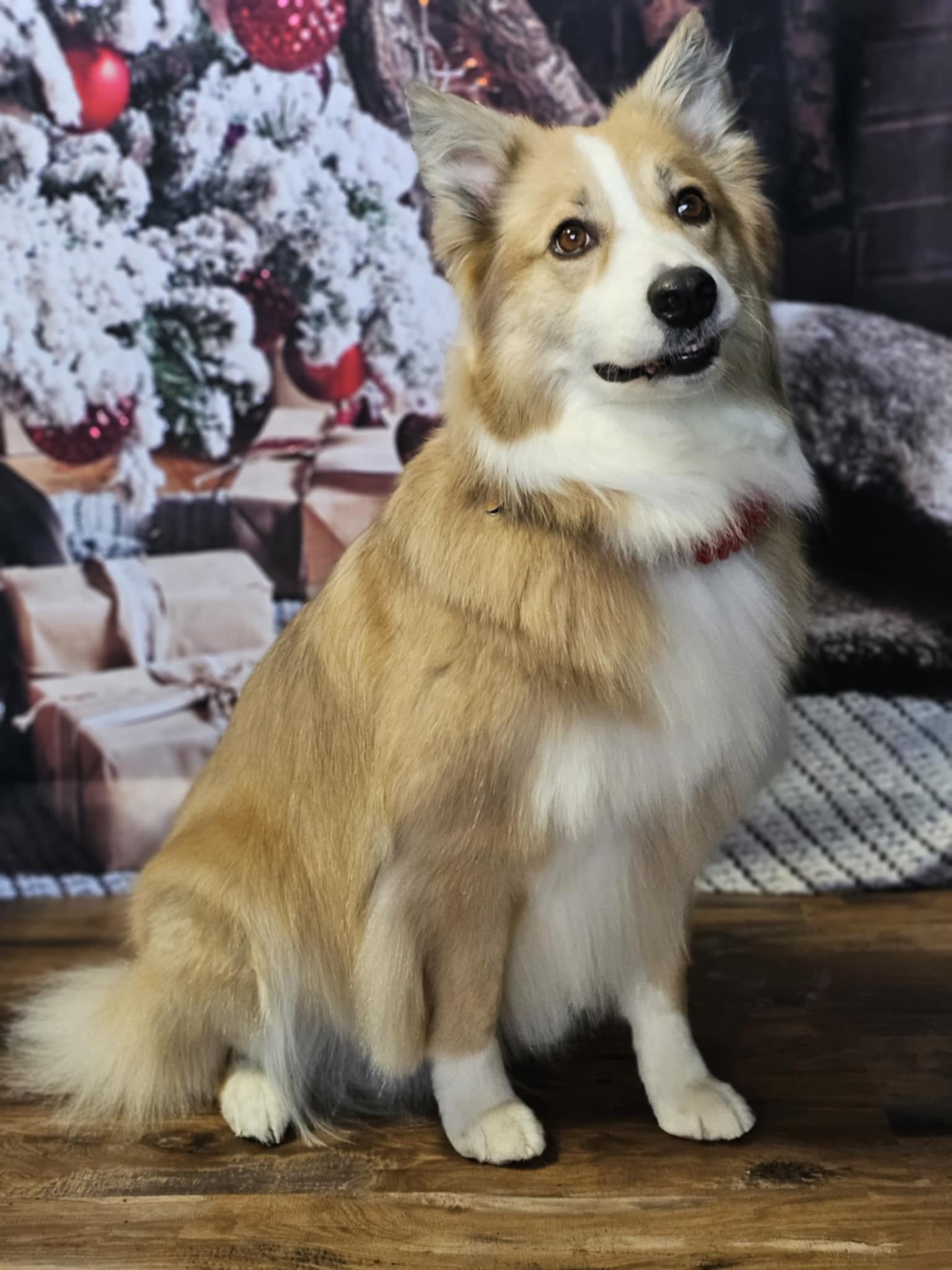 Toile de fond de décoration de cheminée d'arbre de Noël pour la séance photo KAT-63