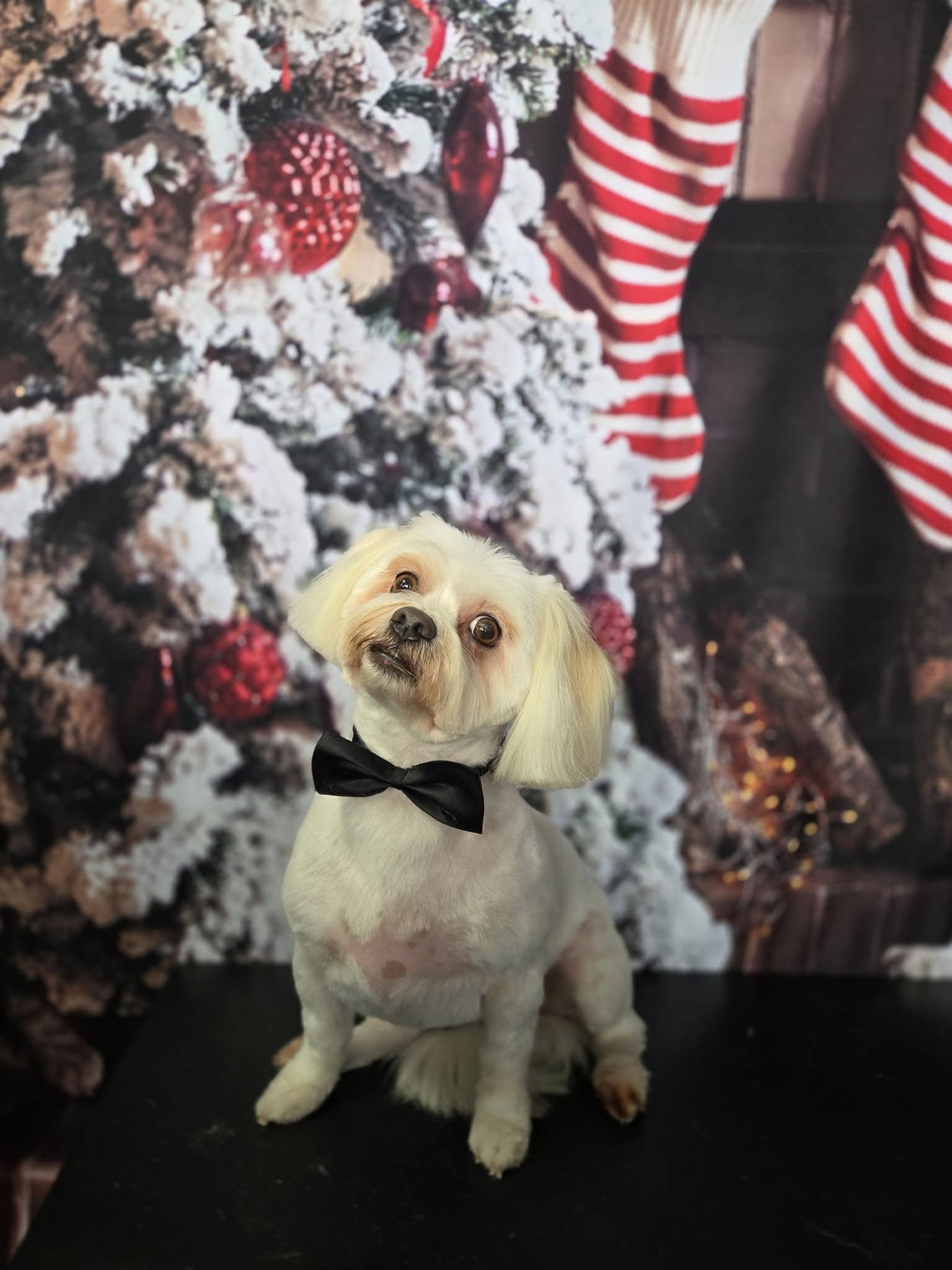 Toile de fond de décoration de cheminée d'arbre de Noël pour la séance photo KAT-63