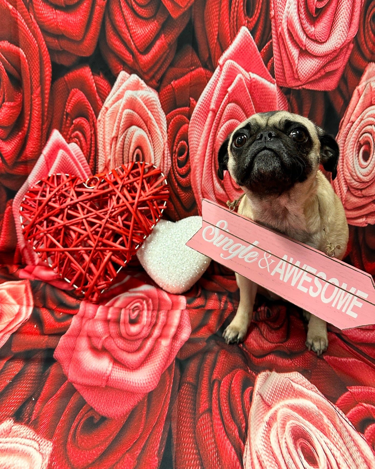 Toile de fond rose rouge pour Photo Studio ZH-94