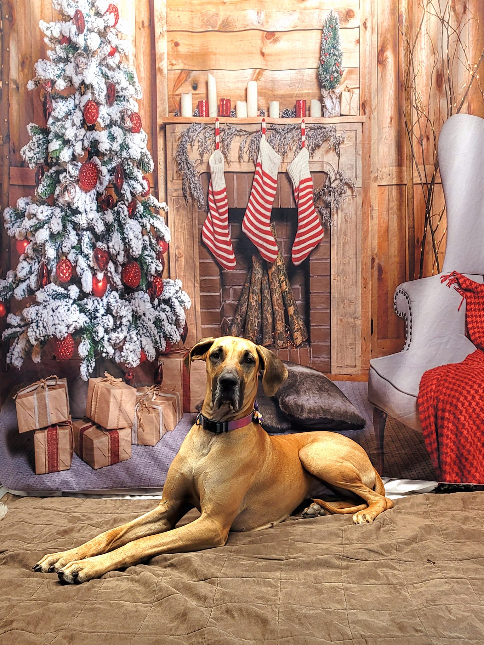 Toile de fond de Noël de Cadeaux de Noël Chaussette DBD-H19172