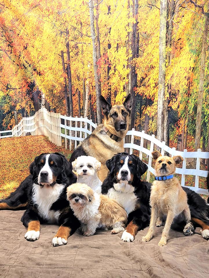 Toile de fond de Forêt d'automne Feuille pour les photos F-184