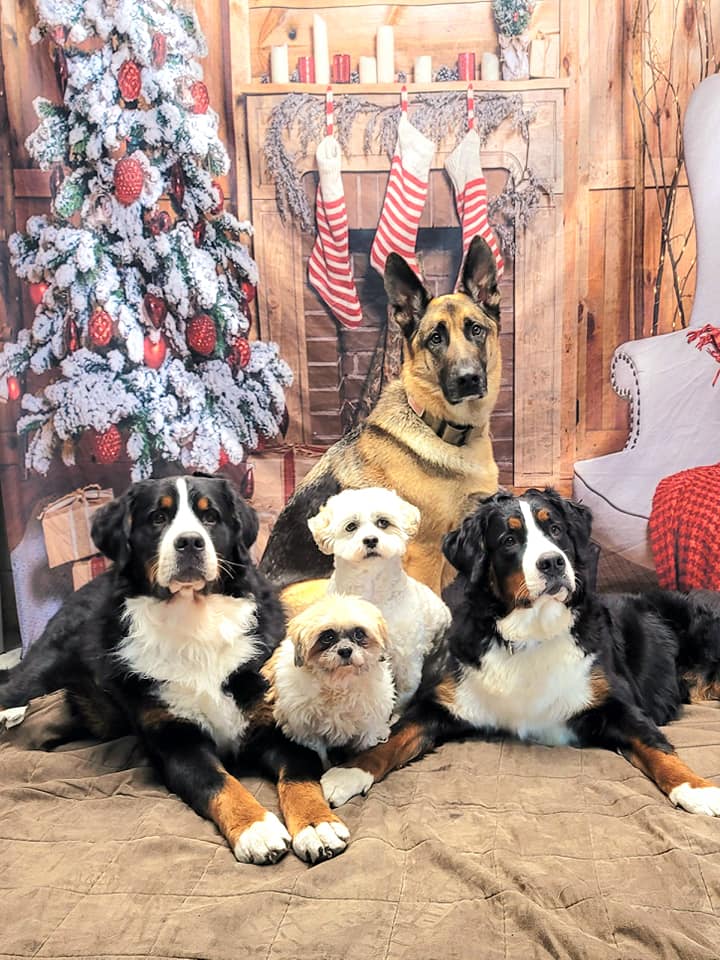 Toile de fond de Noël de Cadeaux de Noël Chaussette DBD-H19172