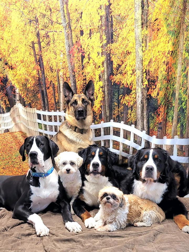 Toile de fond de Forêt d'automne Feuille pour les photos F-184