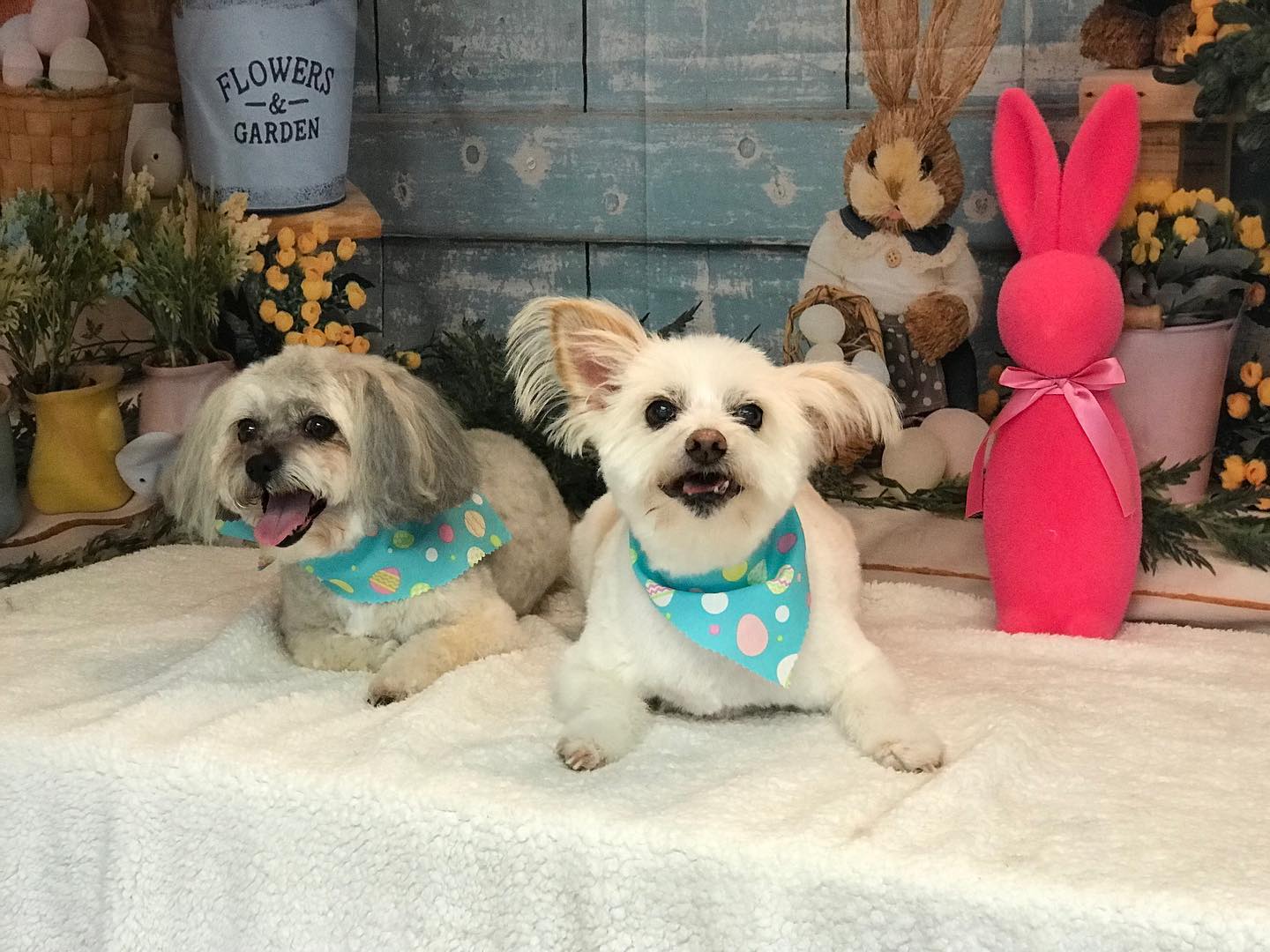 Toile de Fond de Panier D'oeufs de Lapins de Pâques SH-824