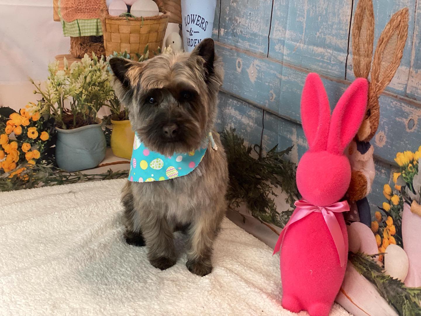 Toile de Fond de Panier D'oeufs de Lapins de Pâques SH-824