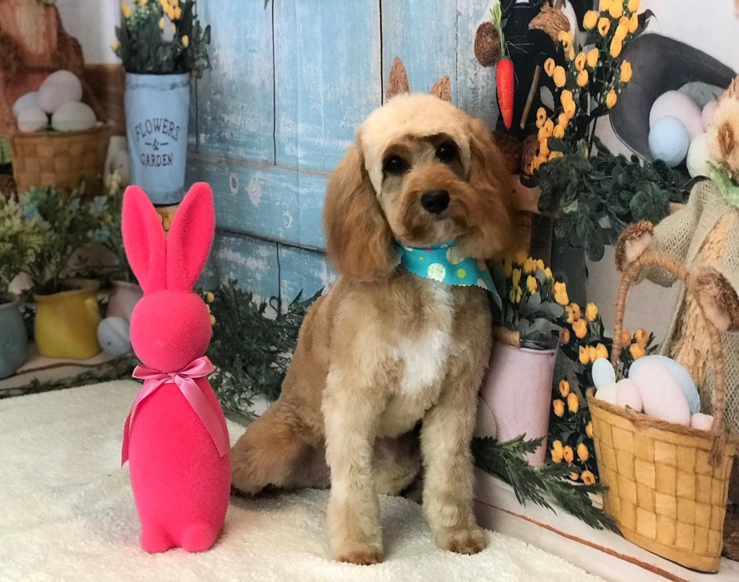 Toile de Fond de Panier D'oeufs de Lapins de Pâques SH-824