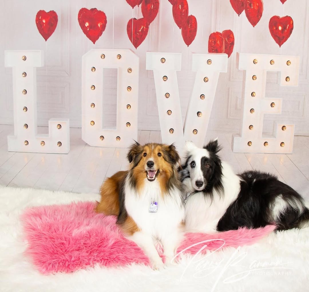 Saint Valentin Ballons Coeur Rouge LOVE Toile de Fond SH-856