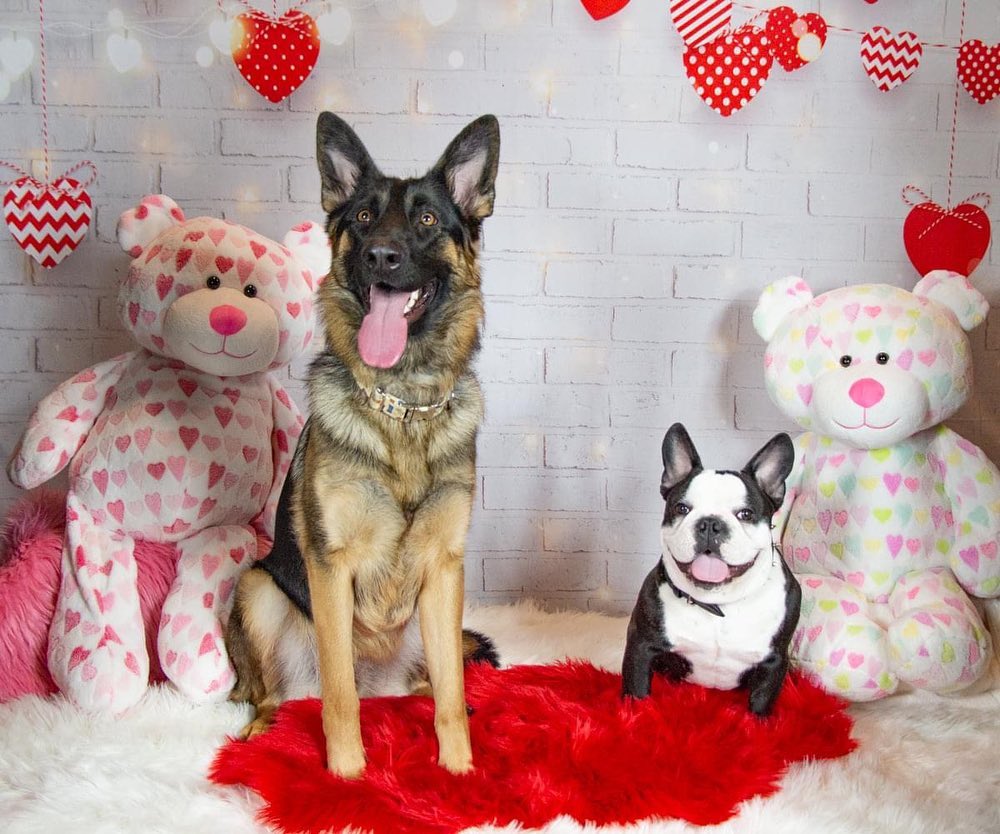 Brique Coeurs Lumières Toile de fond pour la séance photo de la Saint-Valentin D691