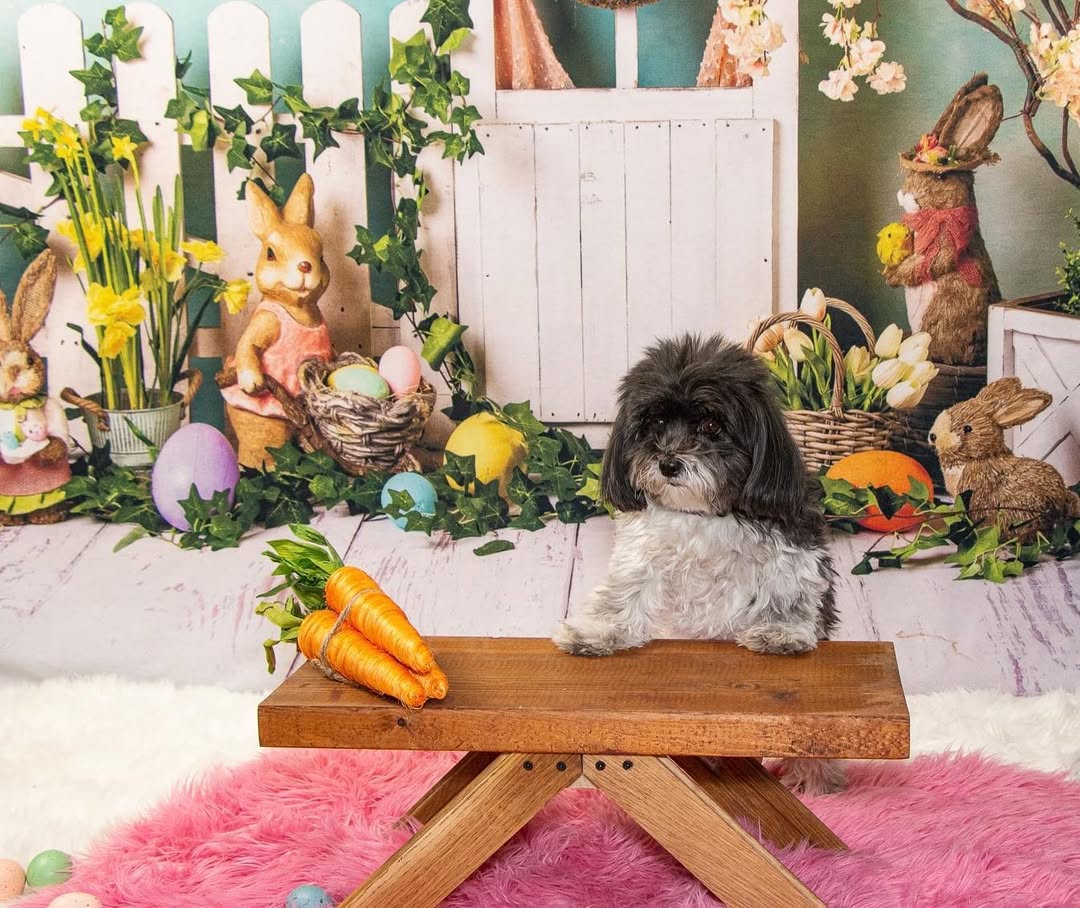 Oeufs de Lapin de Pâques Toile de Fond de Fleurs Colorées D1053