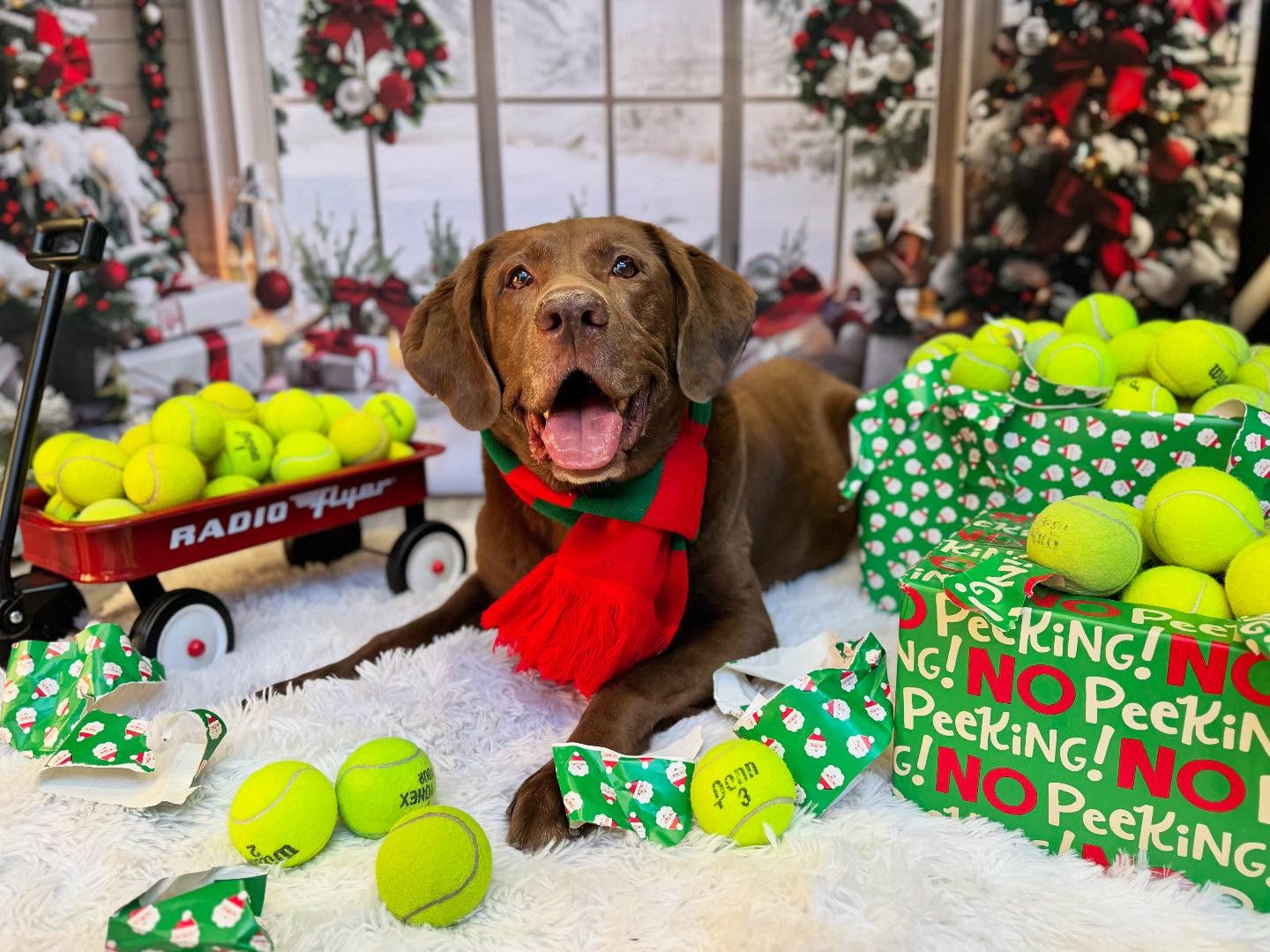 Toile de fond de Noël Fenêtre en Arche avec Décorations Festives RR7-690