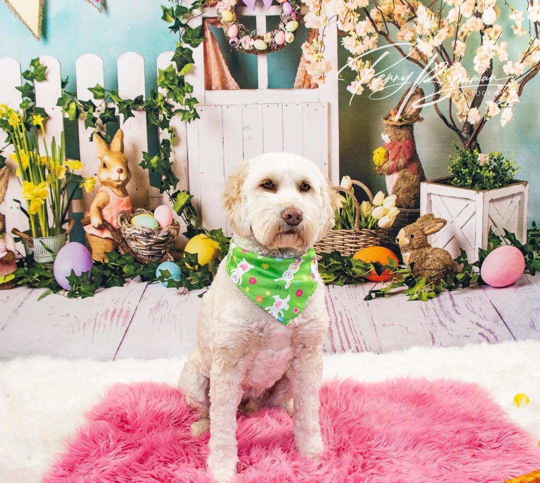 Oeufs de Lapin de Pâques Toile de Fond de Fleurs Colorées D1053