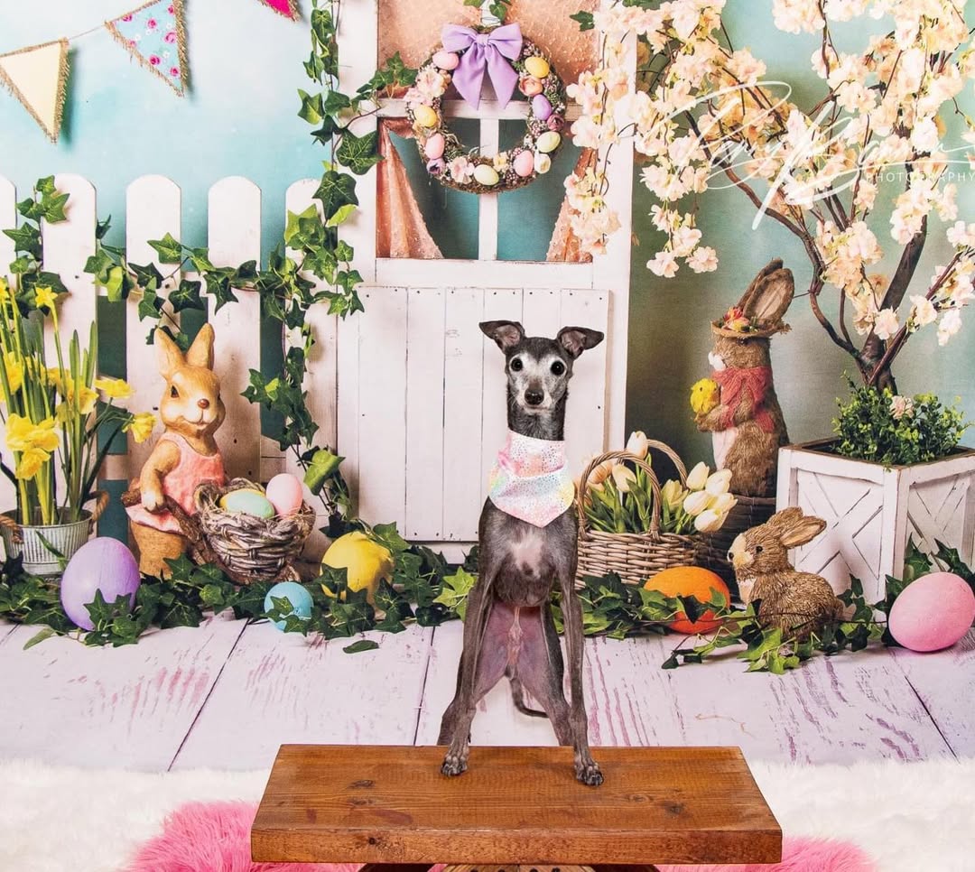 Oeufs de Lapin de Pâques Toile de Fond de Fleurs Colorées D1053