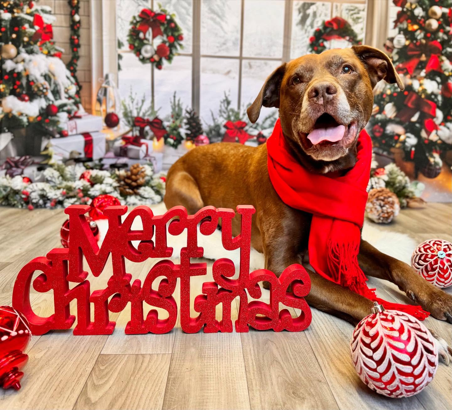 Toile de fond de Noël Fenêtre en Arche avec Décorations Festives RR7-690