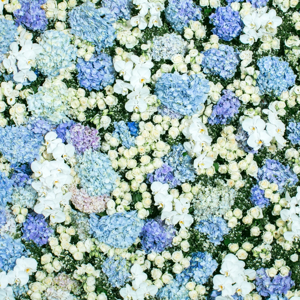 Toile de fond Printemps Photographie Mur Floral Bleu et Blanc BRP11-518