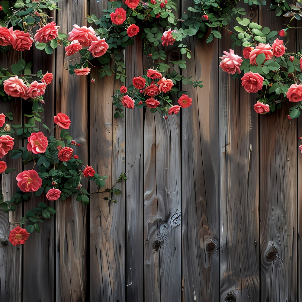Fond Photo Fleur Roses Rouges Épanouies Clôture BRP2-93