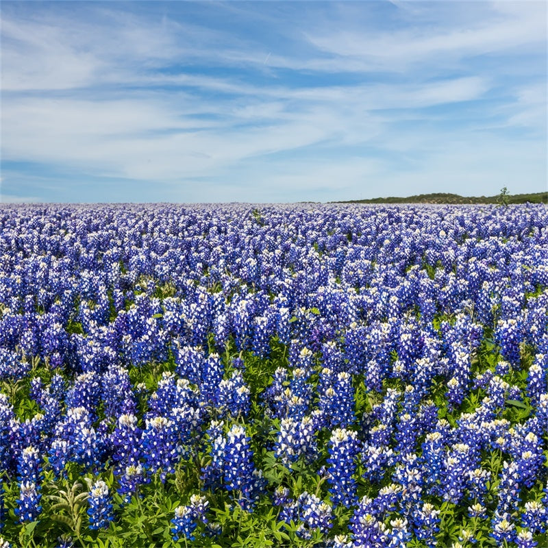 Fond Photo Floral Prairie de Fleurs Sauvages Ciel Bleu BRP2-94