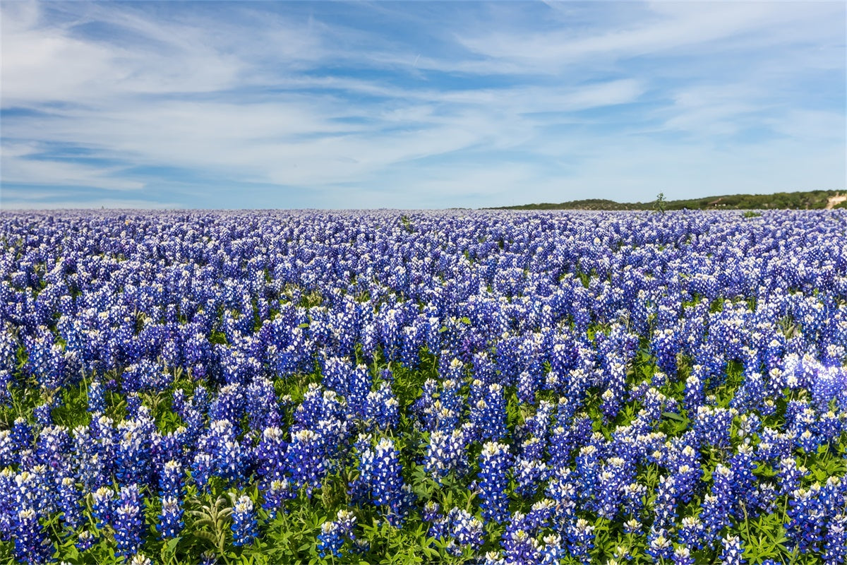 Fond Photo Floral Prairie de Fleurs Sauvages Ciel Bleu BRP2-94