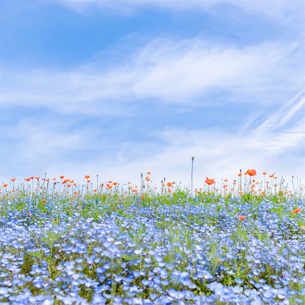 Fond Photo Floral Champ de Fleurs Sauvages Bleues Ciel BRP2-95