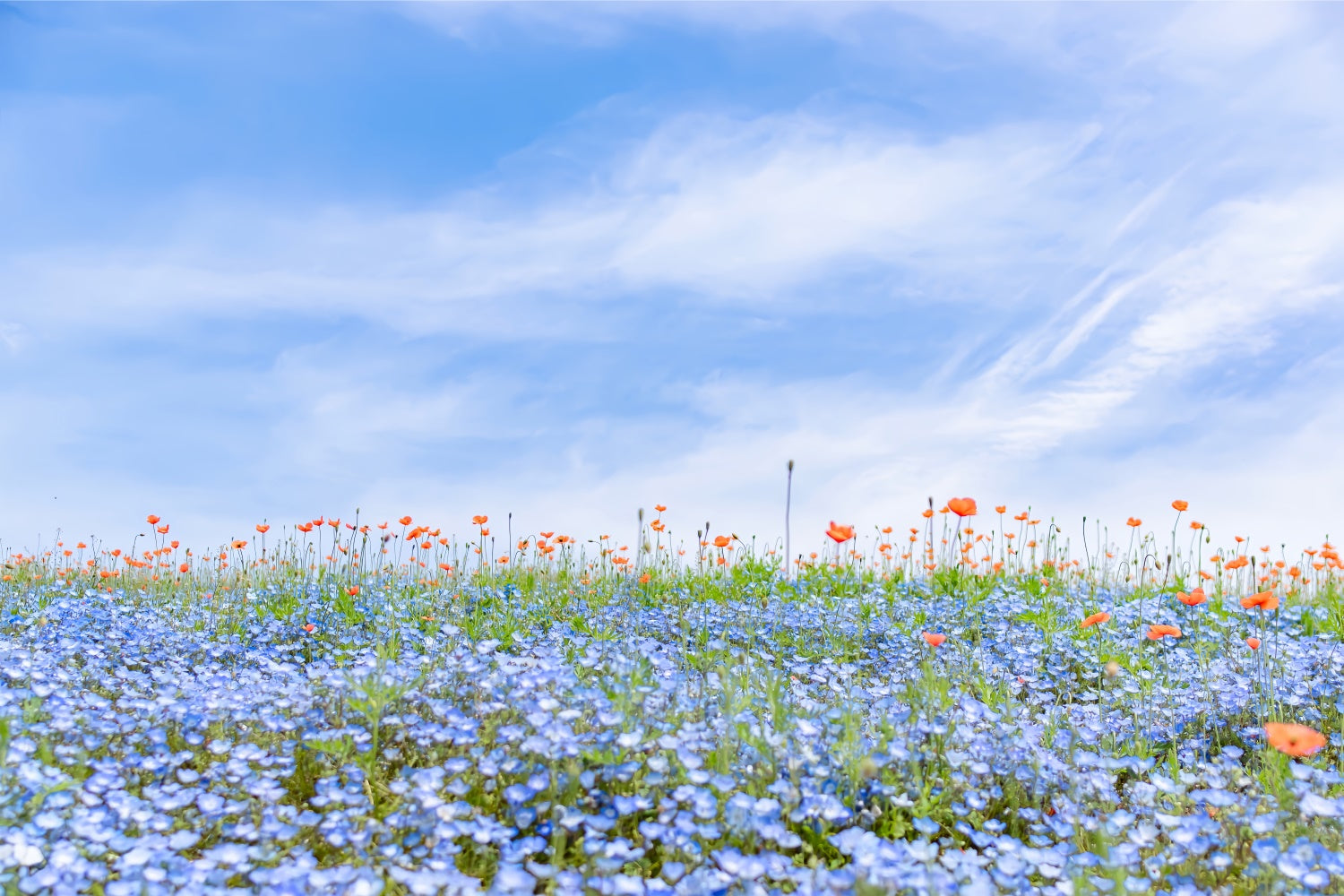 Fond Photo Floral Champ de Fleurs Sauvages Bleues Ciel BRP2-95