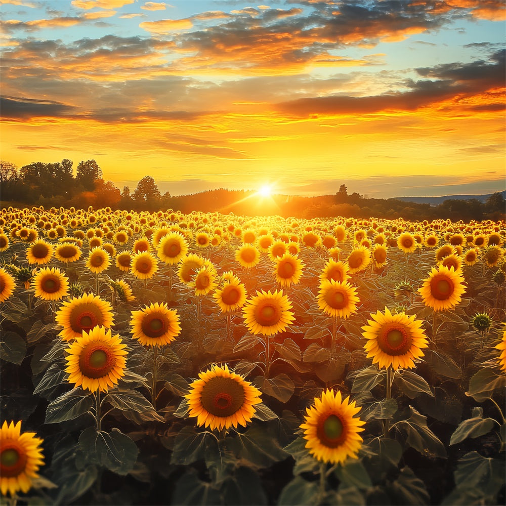 Toile de fond Photo Automne Ciel Feu Tournesols BRP57-172
